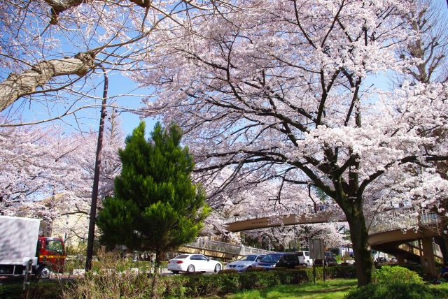 見上げる美しい桜のアーチ。
