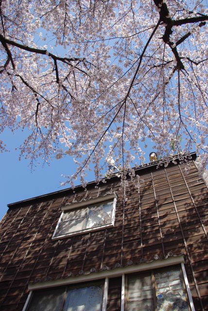 木造の建物と見上げる桜。