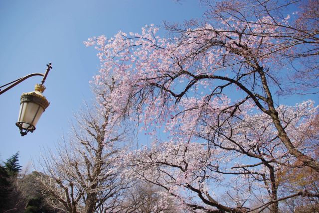 桜の他に銀杏の木も多い。
