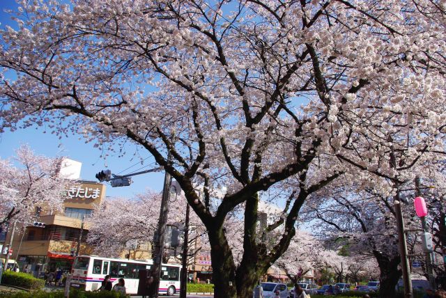 国立駅前、桜のアーチと大渋滞。