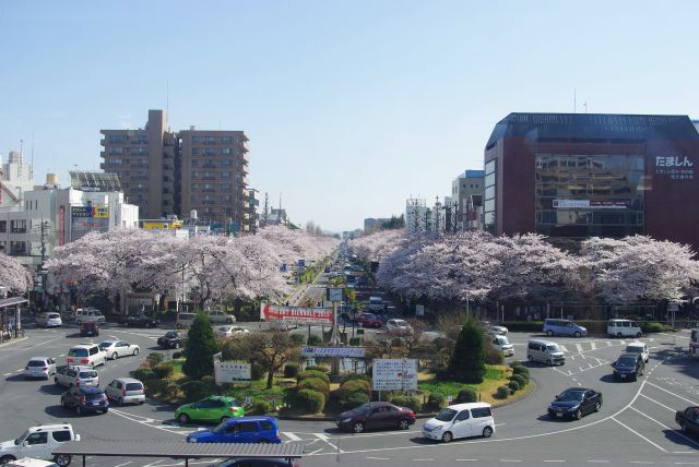 国立駅のホームから真っ直ぐ伸びる桜の通りを眺める。