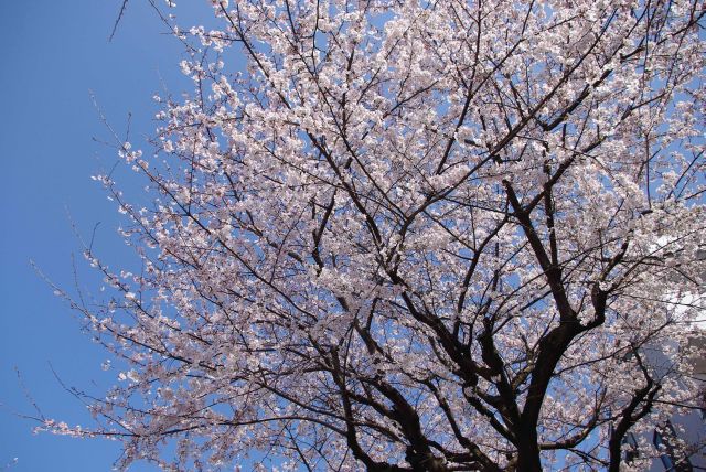 美しい満開の桜を見上げる。
