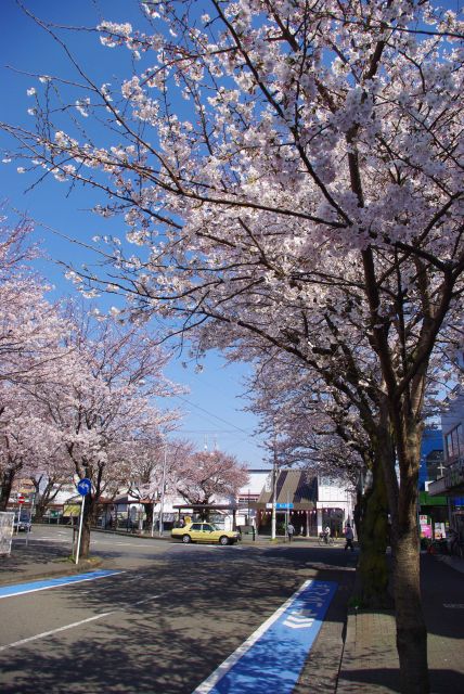 駅名にふさわしい桜の道。