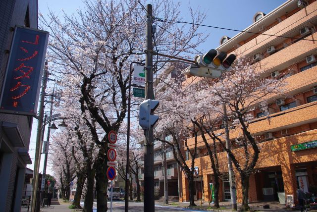 駅の先にも桜並木のアーチが続く。