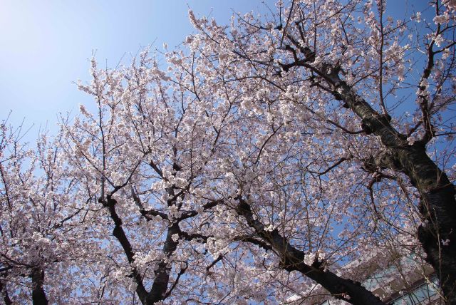 快晴と白く美しい桜。