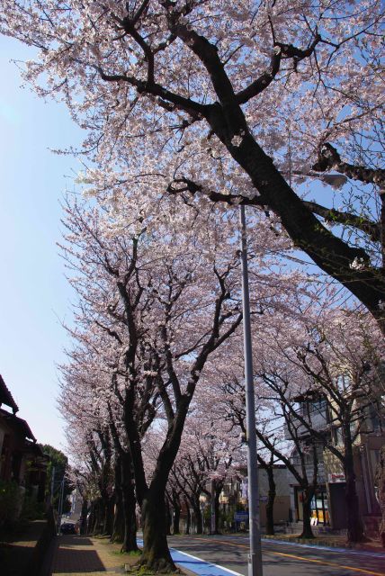 住宅街に見上げる桜並木が続く。