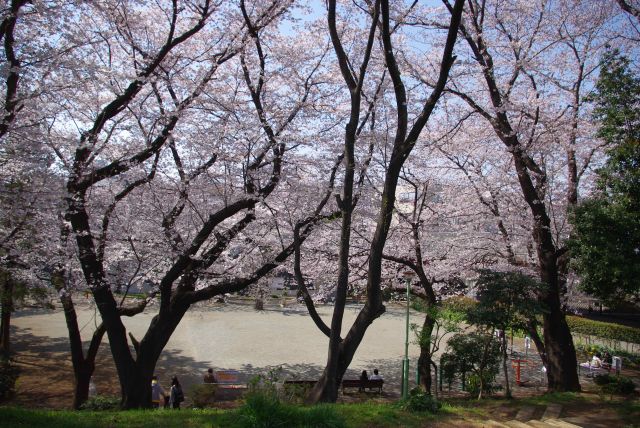 公園の斜面にも桜のアーチ。犬の散歩や親子連れが憩う。