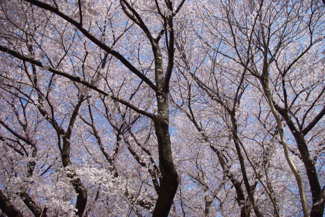 幅広く天井を覆う桜。