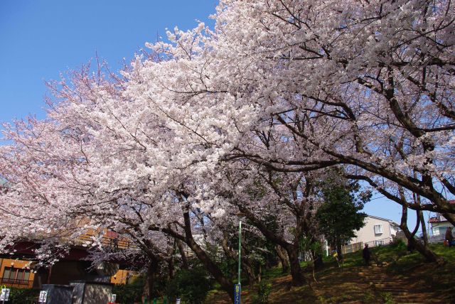 広場からは斜面から迫る桜の木々。