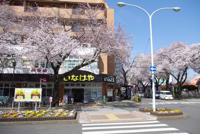 南武線矢川駅を下車、既に桜があふれる風景。