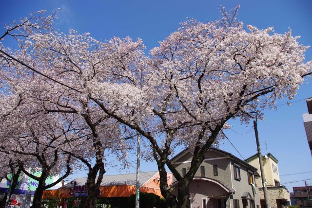 矢川通りのきれいな桜。