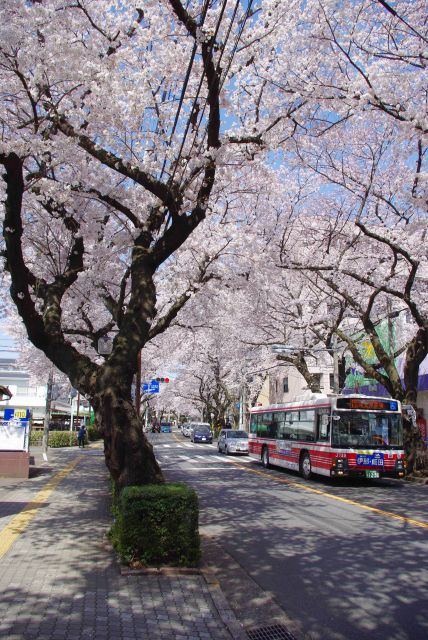 狭い道幅が作る空を覆うきれいな桜。