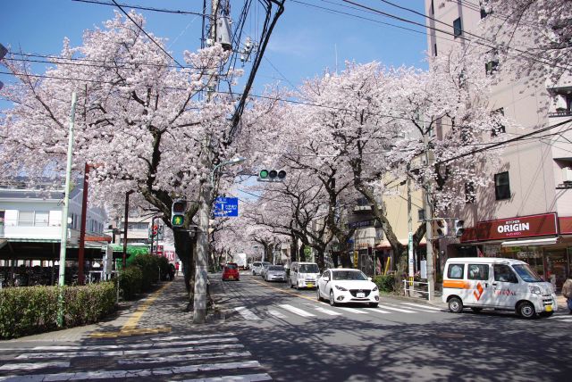 多い車と桜であふれる矢川通り。
