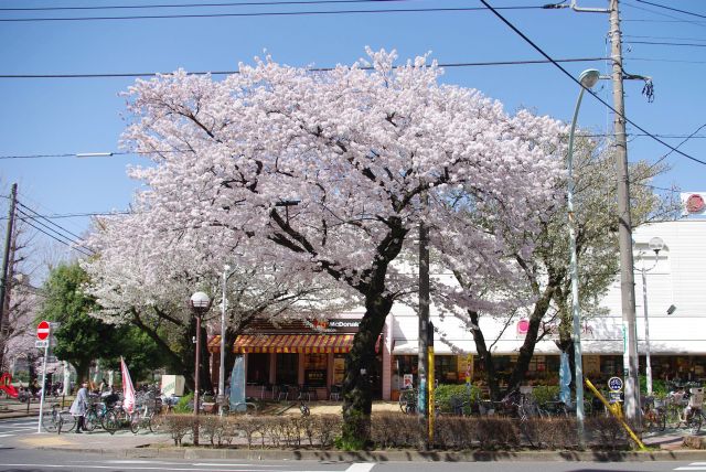 さくら通り前の交差点の大きな桜。
