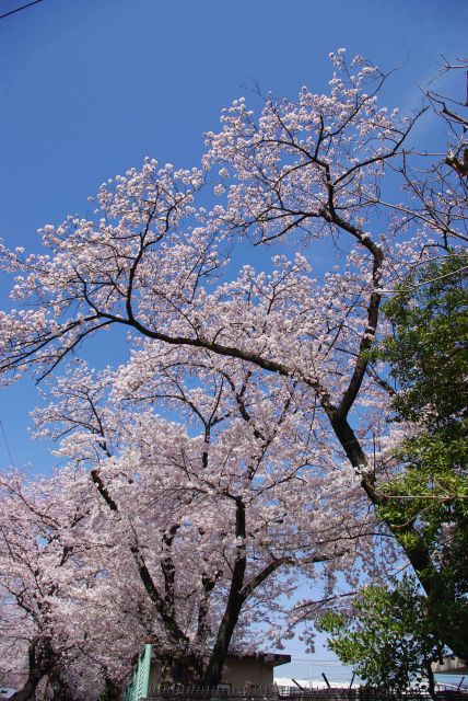 中学校の桜を見上げる。
