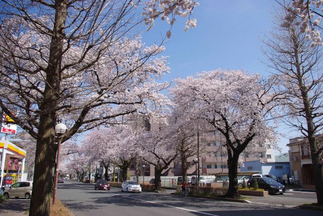 見事な桜並木が続きます。