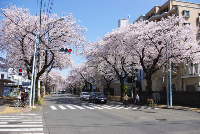 矢川・さくら通りの桜の写真ページ