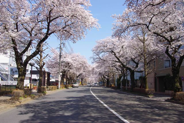 横断歩道中央からは遠くまで桜がひしめく様子が見える。