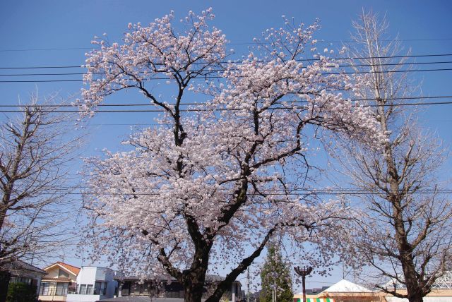 1本の大きな桜の木。