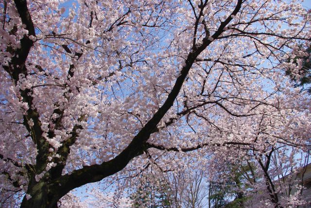 心地よい桜を見上げながら歩く。
