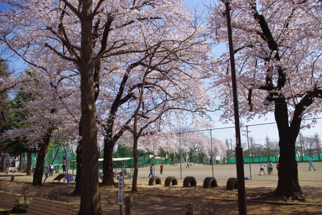桜に囲われたグラウンドで遊ぶ子供達。