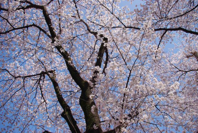 どこを見上げても美しい桜。