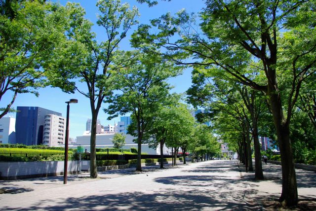 渋谷公会堂、けやき並木の写真ページ