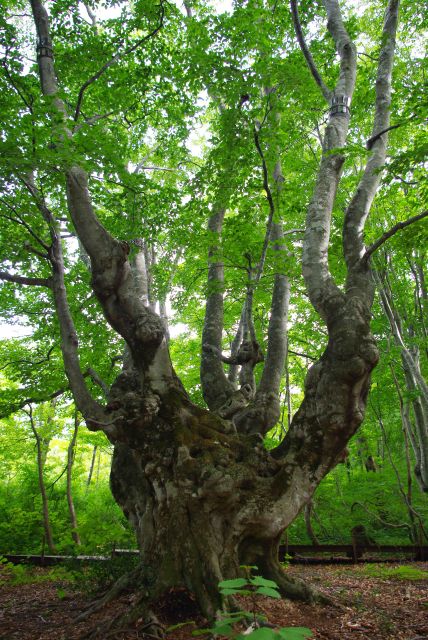 幹が太くいっそう迫力のあるブナの木。