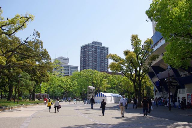 横浜スタジアムは緑あふれる横浜公園内。