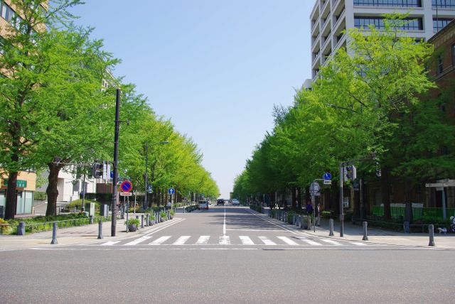 整然とした銀杏並木、日本初の西洋式街路の日本大通。