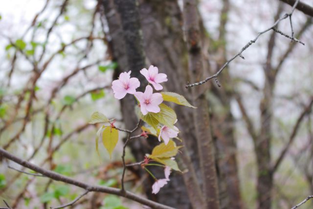 色の濃い可憐な桜（ピンボケ…orz）