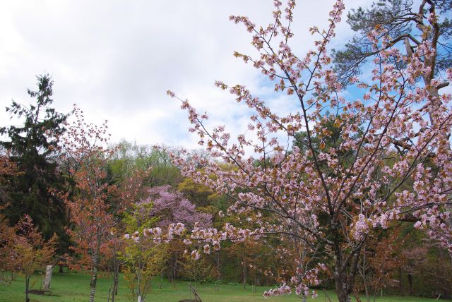 旭山公園の桜の写真ページへ