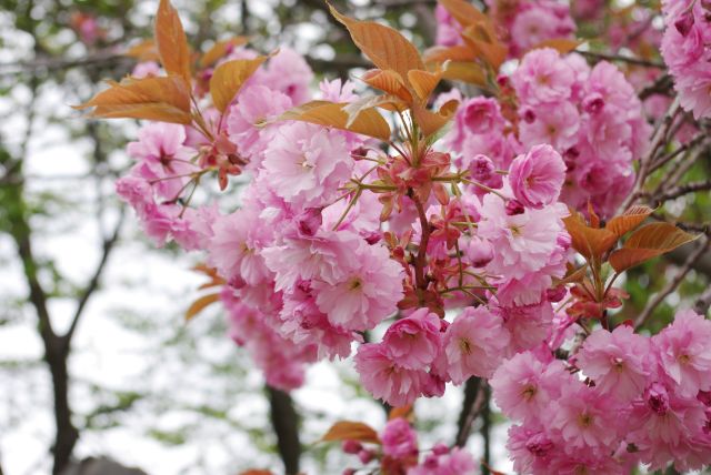 八重桜でしょうか？色が濃いです。