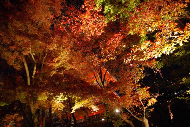 闇夜に浮かぶ紅葉を見上げる。
