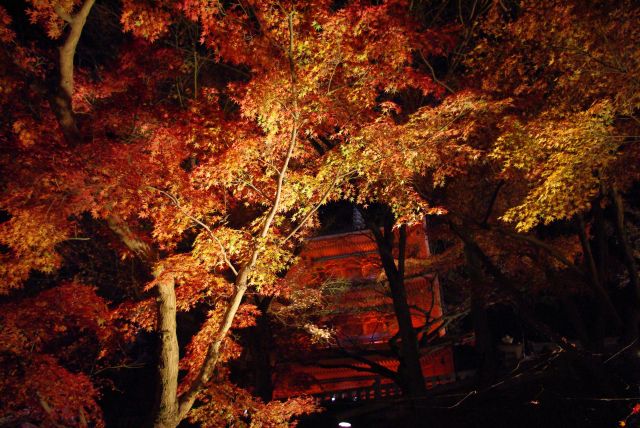 闇夜に浮かぶ紅葉、三重塔。