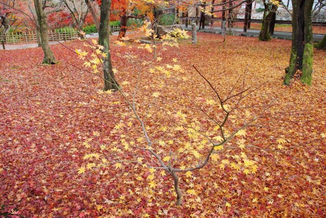 地面は一面に紅葉の落葉のじゅうたんが広がる。