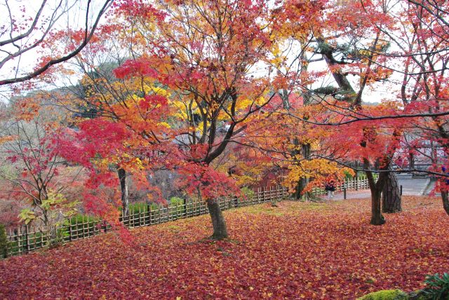 紅葉であふれる庭を散策していきます。