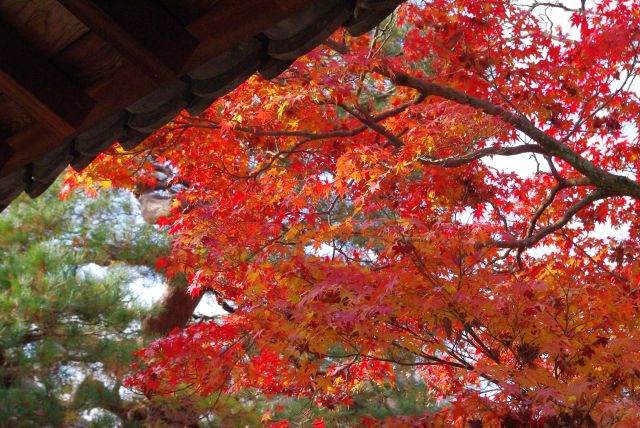 橋脇に鮮やかな紅葉。