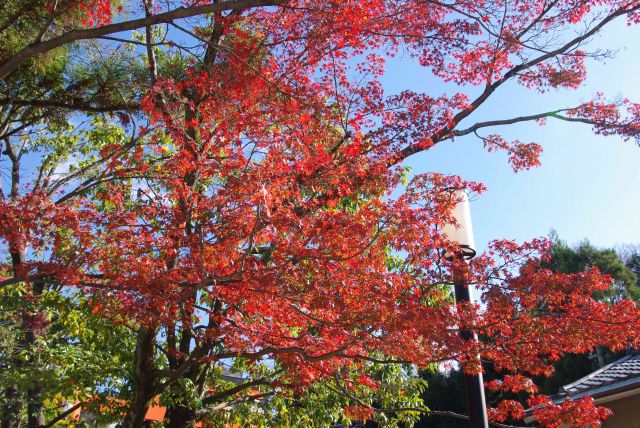 大神宮社を覆う鮮やかな紅葉。