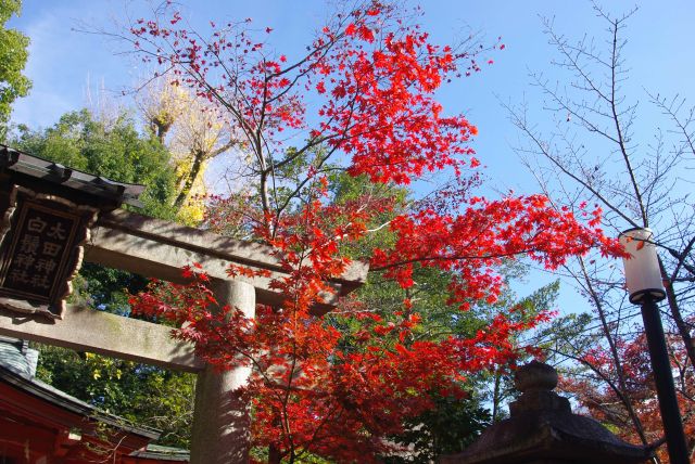 太田神社鳥居前の紅葉。