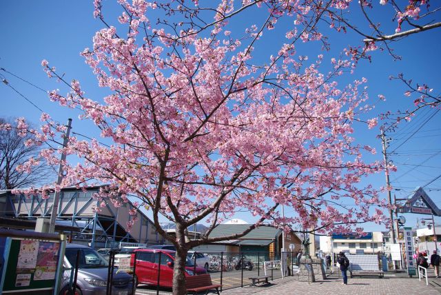 JR松田駅北口に現れた美しい桜の木。色の濃い河津桜です。