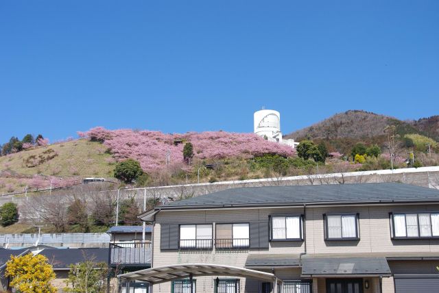 東名高速の先の山の斜面に桜がひしめく。