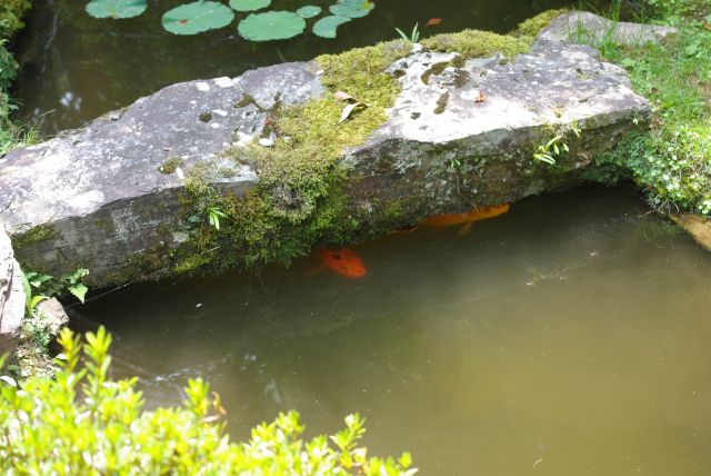鯉は暑さのためか石の下にいる。