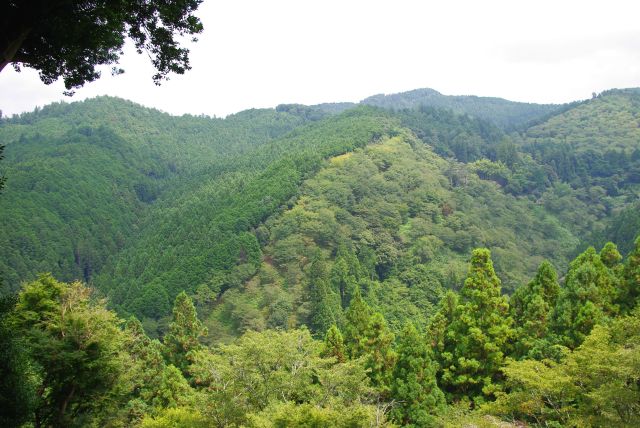 標高が高く、緑の山並みの景色が広がる。