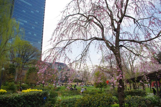 枝垂桜の先は広い公園。