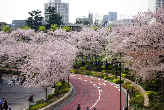 歩道橋の上からソメイヨシノの桜並木。