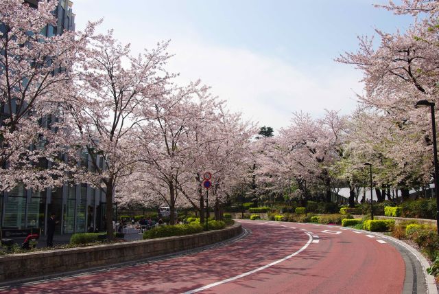 カーブする道に美しい桜が続きます。