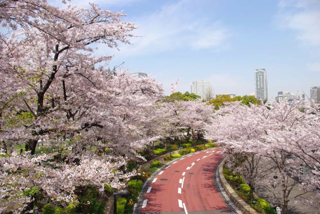 東京ミッドタウンの桜の写真ページ