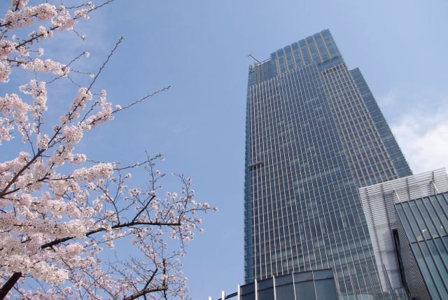 ミッドタウンタワーの足元の桜あふれる公園。