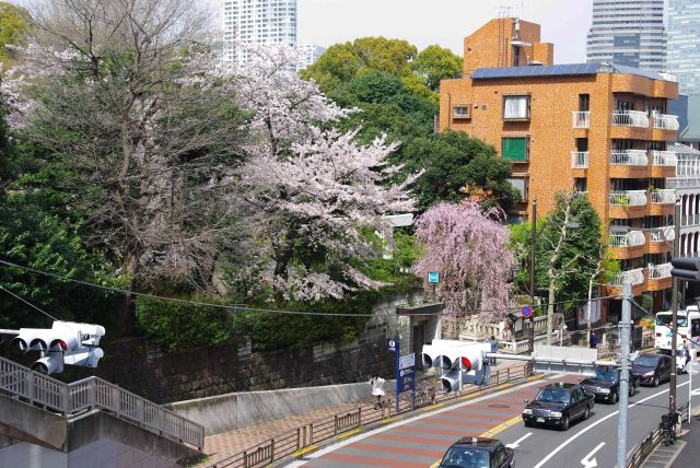六本木から北上し乃木坂へ、桜が見えます。